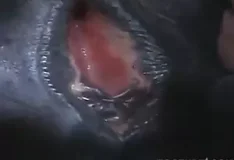 Buceta grande de animais da fazenda em vídeo