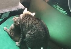 Gato transando com gata safada no cio