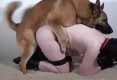 Homem gay transa com cachorro pastor e leva rola no cu