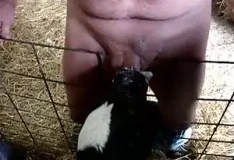 Homem recebe um boquete selvagem de um bezerro safado