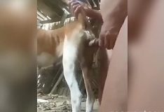 Enfiando a pica na buceta gostosa da cachorra safada