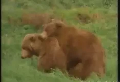 Casada safada transa com urso em cena de zoofilia bem gostosa