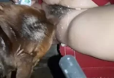 Cachorro lambe a buceta peluda da dona enquanto ela se exibe