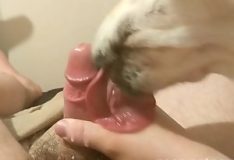 Cachorro dando um boquete gostoso no dono
