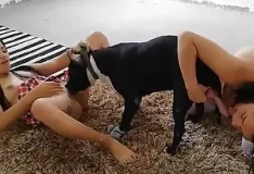 Duas vadias gostosas dando para um cachorro com pau grande
