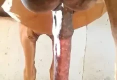 Cavalo com rola enorme sendo filmado enquanto fode