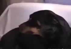 Transando com a cadela e gozando dentro da buceta dela