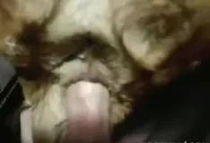 Homem transando com cadelas em vídeo amador