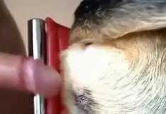 Homem transando com cadela é flagrado e filmado