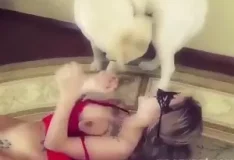 Cachorro branco peludo delira com meu boquete molhado