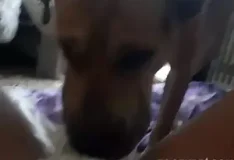 Mulher safada faz cachorro lamber sua buceta molhada