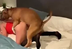 Amadora vaza vídeo fazendo putaria com cachorro no WhatsApp