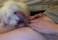 Cachorro branco e peludo dando um boquete gostoso no dono