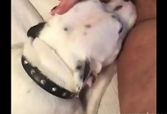 Cachorro grande chupando a buceta da dona safada
