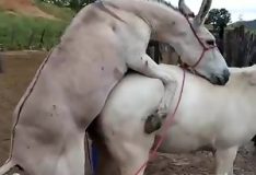 Jumento fode com força a égua de rabo grande