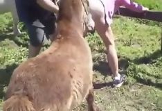 Ponei enfia a rola numa velha safada