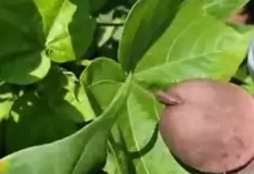 Homens transando com animais em vídeo caseiro