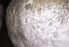 Sexo amador bem quente com animais