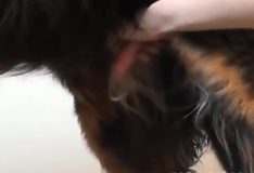 Vídeo de sexo com animais muito gostoso e excitante