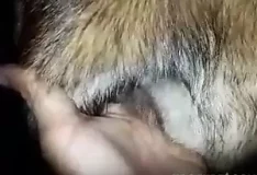 Sexo quente entre humanos e animais em cenas de zoofilia