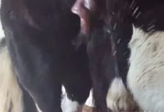 Mulheres transando com animais em cenas de zoofilia bem quentes